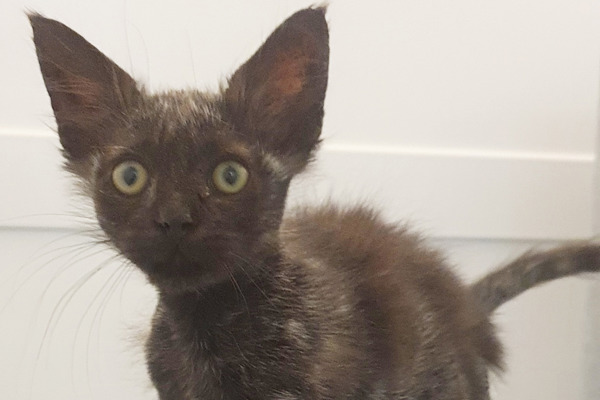 Poorly kitten who was left behind gets a second chance