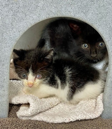 black-and-white and black kitten inside grey plastic cat hide