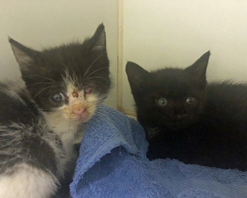 black-and-white kitten with poorly eye and black kitten sitting on blue towel