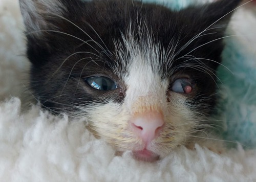 close up of black-and-white kitten with poorly eye