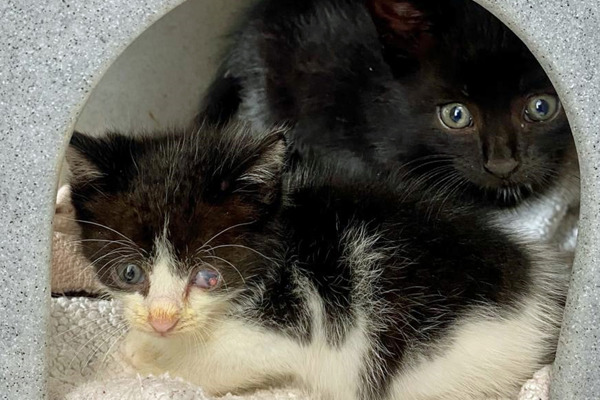 Kittens rescued from bin storage set for demolition