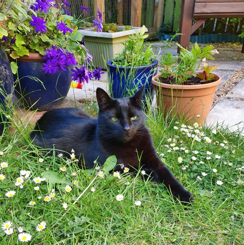 black cat lying on grass in front of flower pots