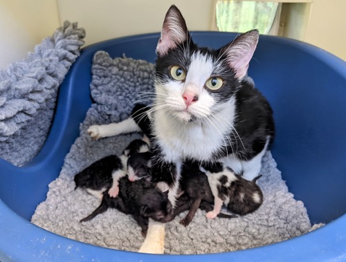 black-and-white cat with litter of newborn kittens in blue cat bed