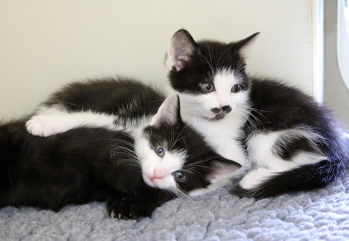 one black kitten and two black-and-white kittens cuddled up together on grey fleece blanket