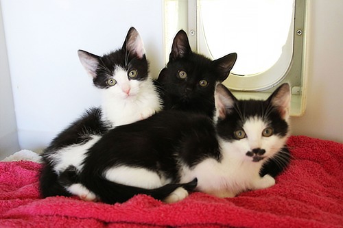 one black kitten and two black-and-white kittens cuddled up together on red fleece blanket