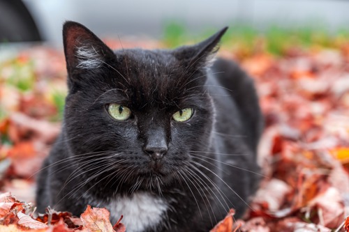 black cat sitting in brown autumn leaves on the ground