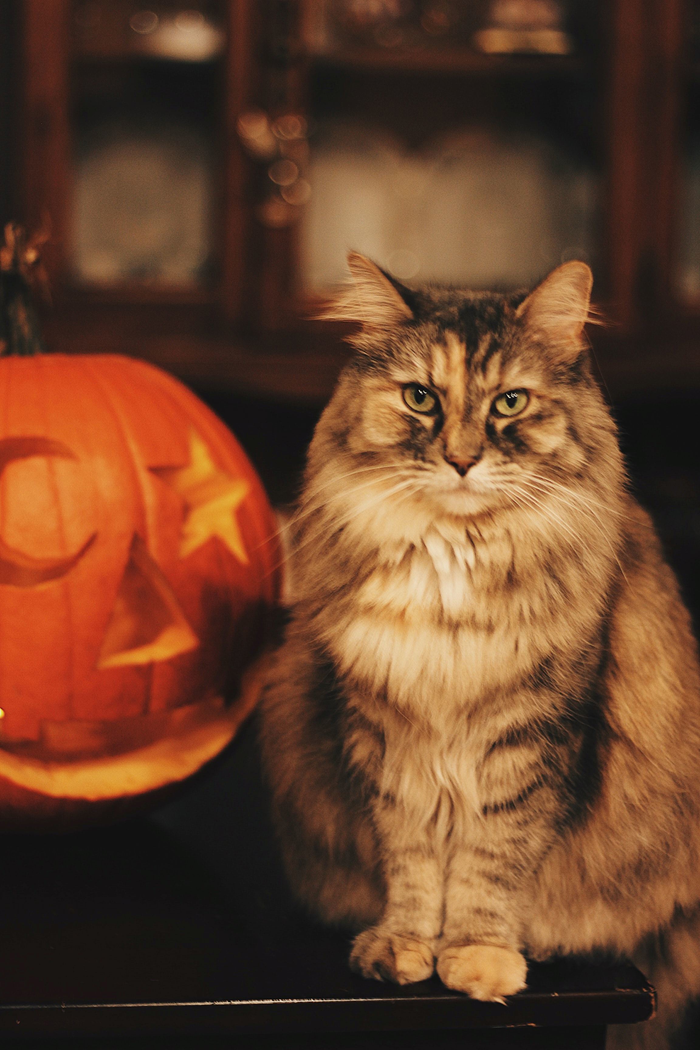 pumpkin safe for cats