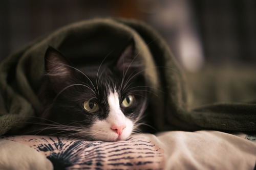 black and white cat lying under green blanket with its head poking out