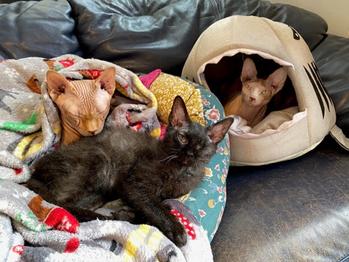 One black one-eyed Cornish Rex kitten lying next to a Sphynx cat, with another Sphynx cat inside a shark cat bed