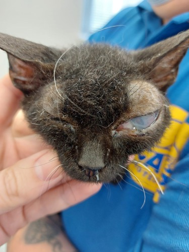 black Cornish Rex kitten with one eye very swollen