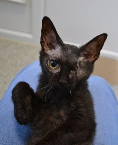 black Cornish Rex kitten with one eye missing