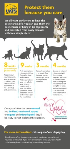 protect cats infographic