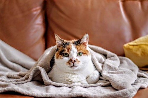 tortoiseshell-and-white cat wrapped in grey blanket on brown leather sofa