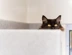 Find A Cat Image
