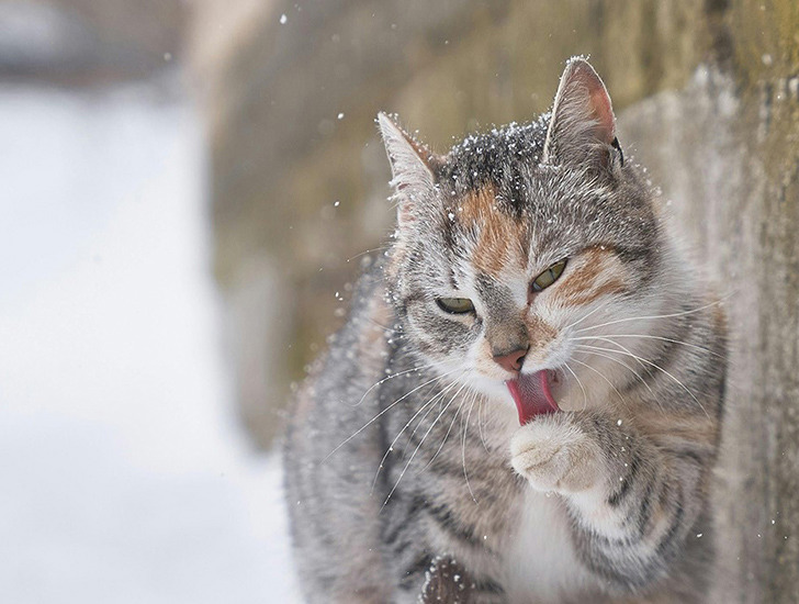 Antifreeze poisoning in cats Cats Protection