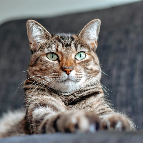 brown tabby cat lying down with their front paws stretched towards the camera
