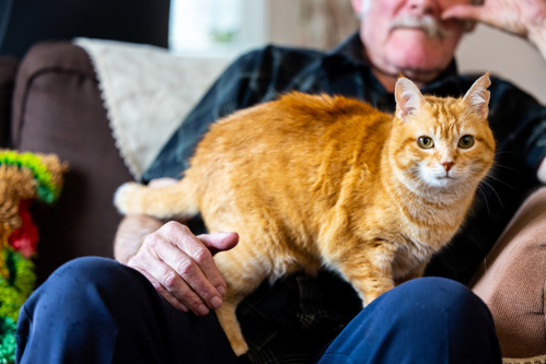 A ginger tabby cat standing on the lap of a man sitting down