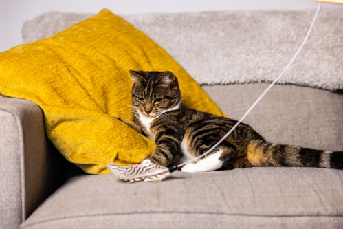 brown tabby-and-white cat playing with feather fishing rod toy on grey sofa with yellow cushion
