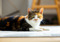 A calico cat lying down and looking at the camera