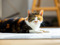 A calico cat lying down and looking at the camera