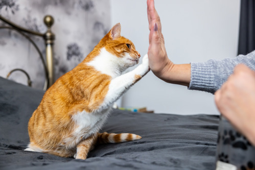 ginger-and-white cat tapping their paw on the palm of a human hand in a high five