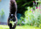 long-haired black-and-white cat walking on grass outdoors with its tail in the air