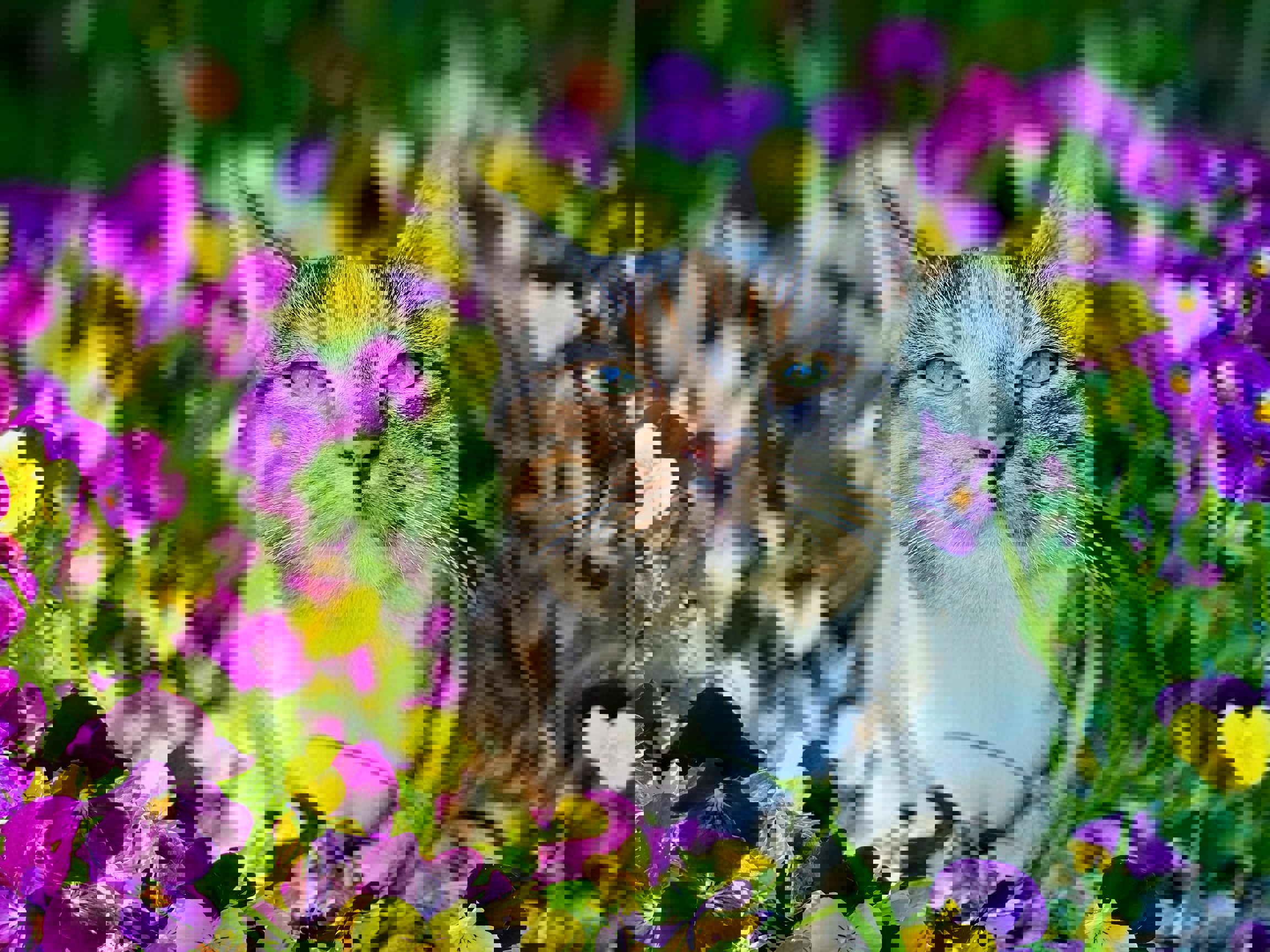 Cats Protection Farnham, Camberley & District Branch