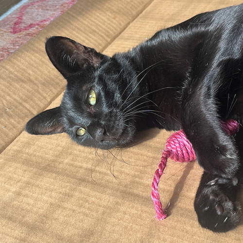 black cat with toy mouse