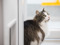 A long-haired tabby-and-white cat looking back over their shoulder 