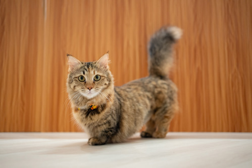 brown tabby Munchkin cat with short legs