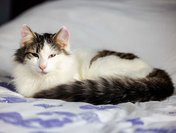 Digestive problems in cats Help and Advice Cats Protection