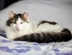 A fluffy tabby and white cat lying down
