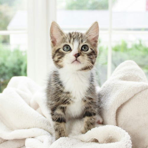 brown-and-white tabby kitten kneading their front paws on a white fleece blanket