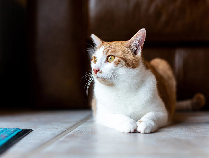 Digestive problems in cats Help and Advice Cats Protection