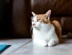 A white and ginger cat lying down