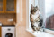 tabby-and-white cat sat on windowsill looking out of window with raindrops on the glass