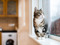 tabby-and-white cat sat on windowsill looking out of window with raindrops on the glass