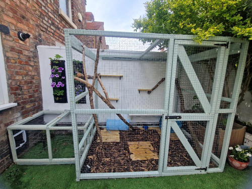A catio enclosure attached to the back of a house. It's made from a blue-painted wooden frame and wire mesh. Inside there are shelves, wooden logs, a cat shelter and a play tunnel. The floor is covered with wood chips and some squares of decking. The catio can be accessed via a cat flap on the side of the house