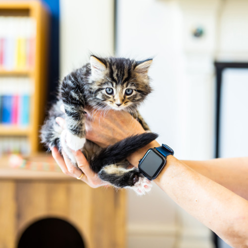 A brown tabby kitten with white paws being held up by two human hands. One hand supports the kitten's chest and the other hand supports their rear end