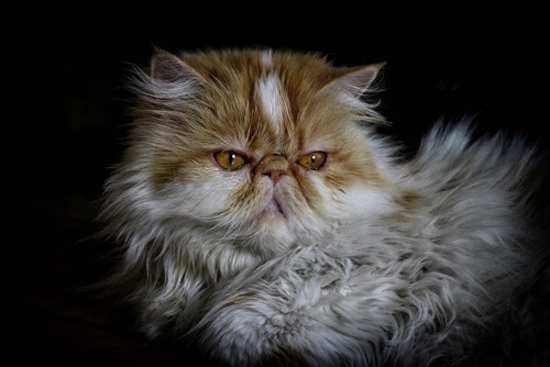 A long-haired ginger-and-white Persian cat with a flat face