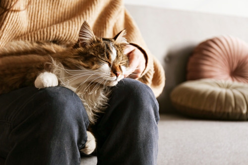 long-haired brown-and-white tabby cat sitting on someone's knee and being stroked