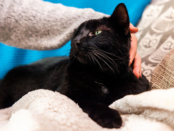 Careers | Work with cats | Cats Protection