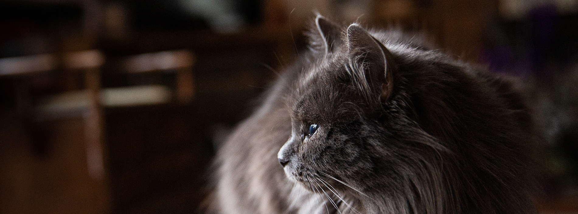 Putting a cat down (euthanasia)