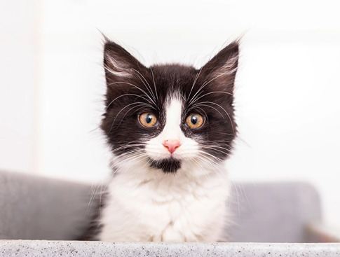 Buying a Kitten? Adopt From Cats Protection