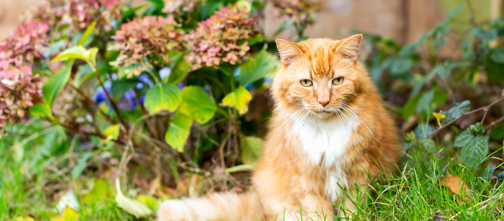 Cats protection near me hotsell