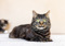 Brown tabby cat