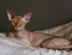 Hairless Cat Link Box