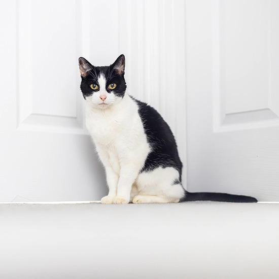 Cats Protection welcomes latest stage of Renters Reform Bill