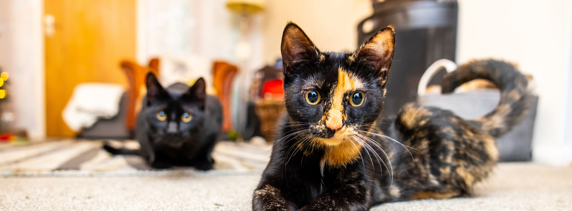 Other cats
