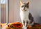 Tabby white cat on a blanket